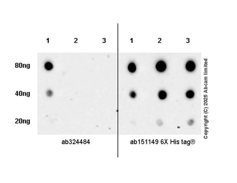 Dot Blot - Anti-6X His tag® antibody [AD1.1.10] (AB15149)