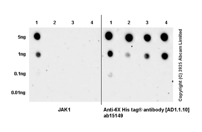 Dot Blot - Anti-6X His tag® antibody [AD1.1.10] (AB15149)