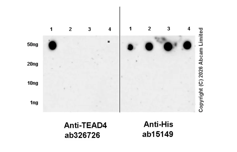 Dot Blot - Anti-6X His tag® antibody [AD1.1.10] (AB15149)