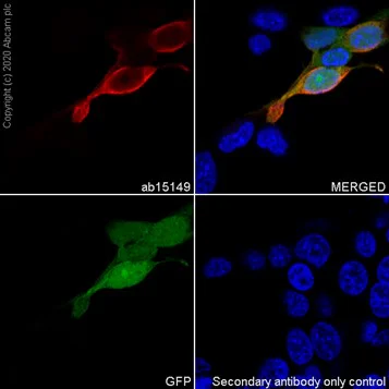 Immunocytochemistry/ Immunofluorescence - Anti-6X His tag® antibody [AD1.1.10] (AB15149)