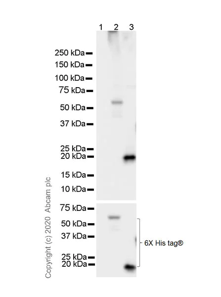 Western blot - Anti-6X His tag® antibody [AD1.1.10] (AB15149)
