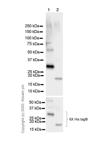 Western blot - Anti-6X His tag® antibody [AD1.1.10] (AB15149)