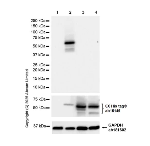Western blot - Anti-6X His tag® antibody [AD1.1.10] (AB15149)