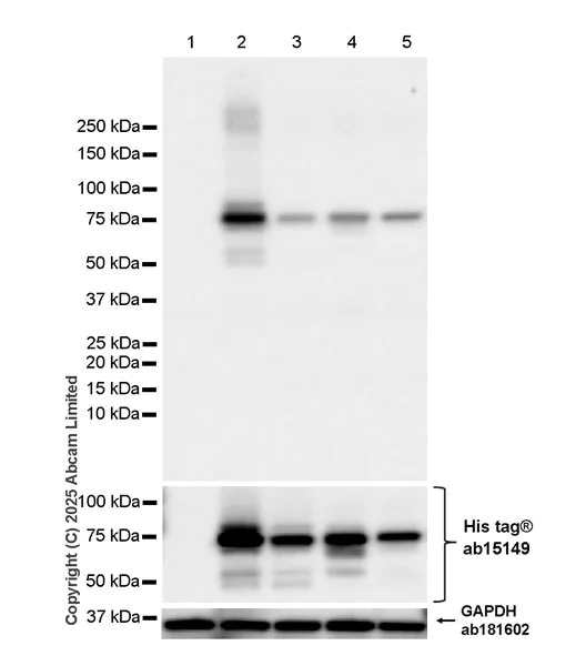 Western blot - Anti-6X His tag® antibody [AD1.1.10] (AB15149)