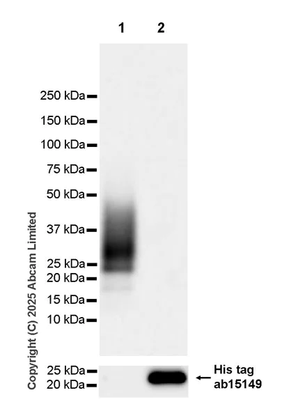 Western blot - Anti-6X His tag® antibody [AD1.1.10] (AB15149)