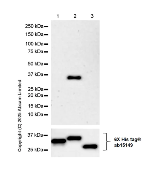 Western blot - Anti-6X His tag® antibody [AD1.1.10] (AB15149)