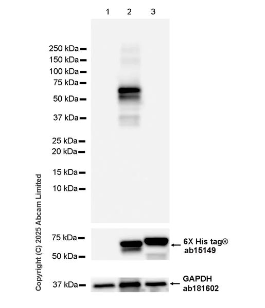 Western blot - Anti-6X His tag® antibody [AD1.1.10] (AB15149)
