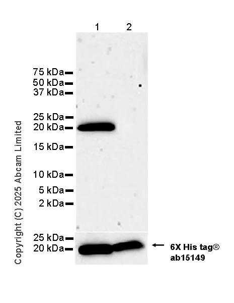 Western blot - Anti-6X His tag® antibody [AD1.1.10] (AB15149)