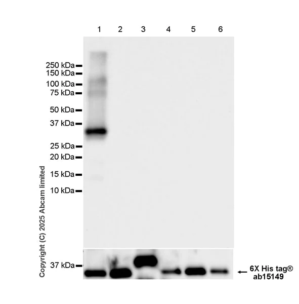 Western blot - Anti-6X His tag® antibody [AD1.1.10] (AB15149)
