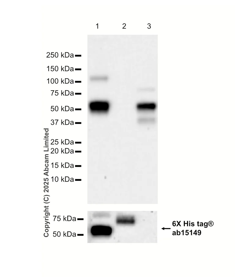 Western blot - Anti-6X His tag® antibody [AD1.1.10] (AB15149)