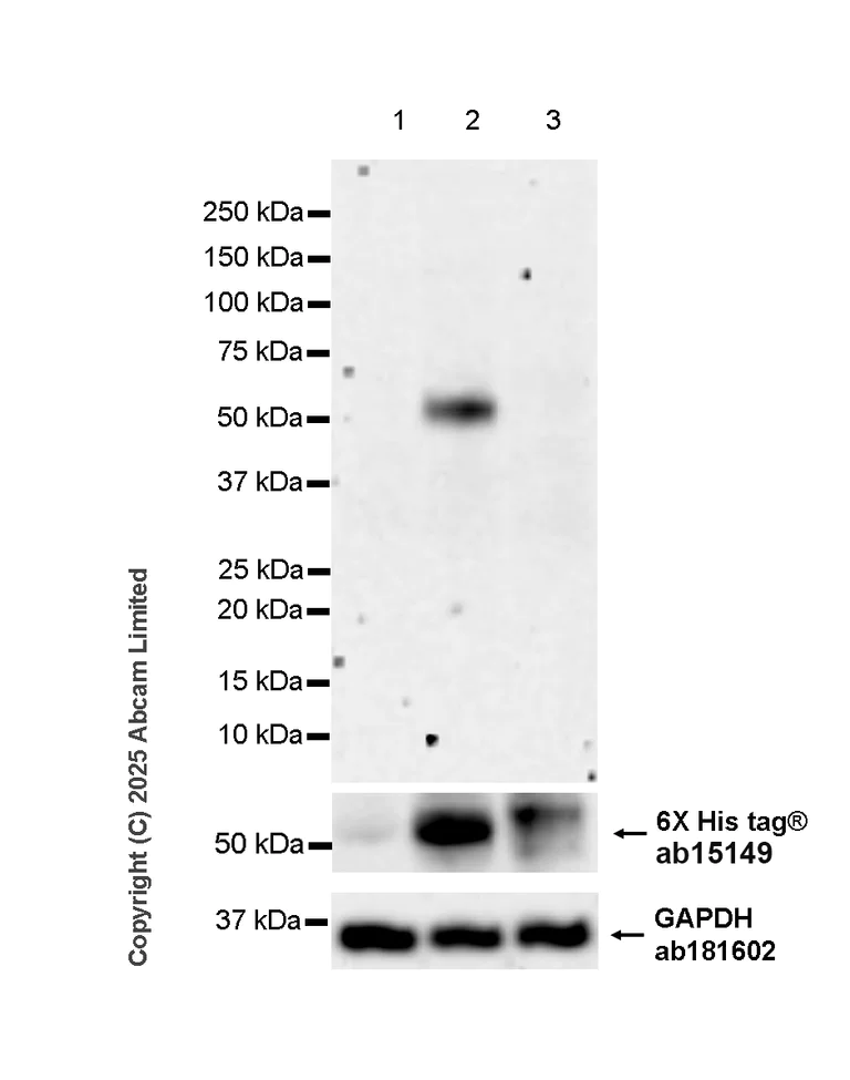 Western blot - Anti-6X His tag® antibody [AD1.1.10] (AB15149)