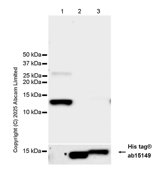 Western blot - Anti-6X His tag® antibody [AD1.1.10] (AB15149)