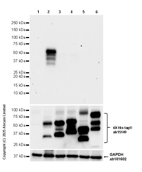 Western blot - Anti-6X His tag® antibody [AD1.1.10] (AB15149)