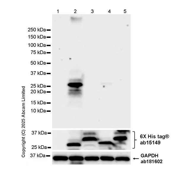 Western blot - Anti-6X His tag® antibody [AD1.1.10] (AB15149)