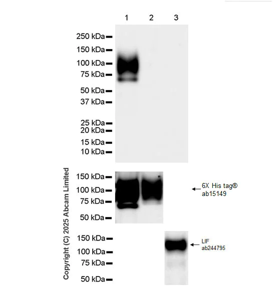 Western blot - Anti-6X His tag® antibody [AD1.1.10] (AB15149)