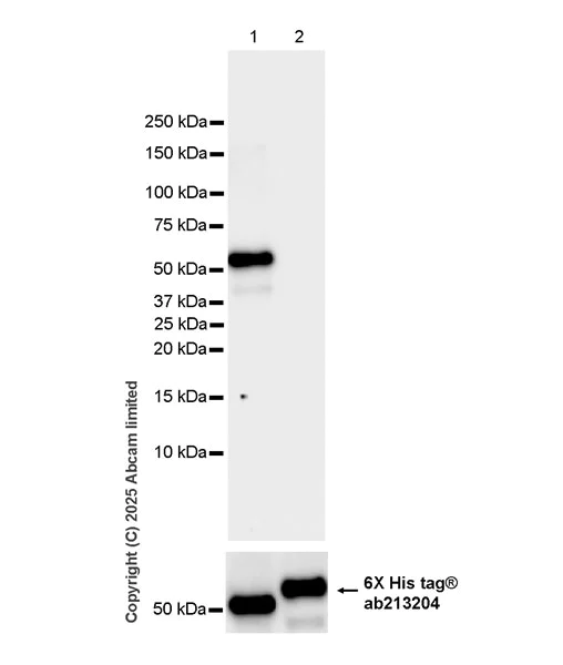 Western blot - Anti-6X His tag® antibody [AD1.1.10] (AB15149)