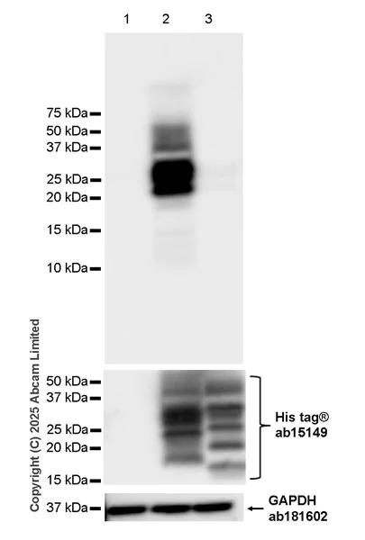 Western blot - Anti-6X His tag® antibody [AD1.1.10] (AB15149)