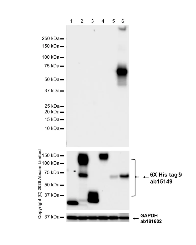 Western blot - Anti-6X His tag® antibody [AD1.1.10] (AB15149)