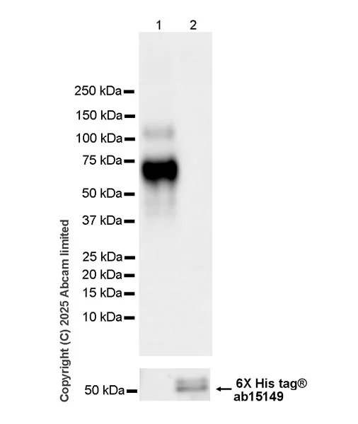 Western blot - Anti-6X His tag® antibody [AD1.1.10] (AB15149)