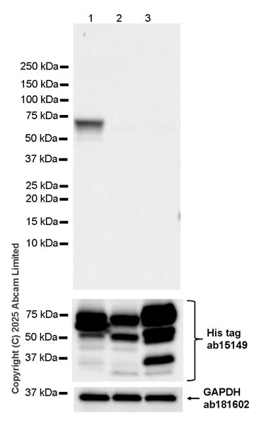 Western blot - Anti-6X His tag® antibody [AD1.1.10] (AB15149)