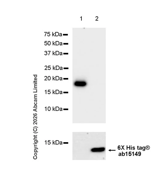 Western blot - Anti-6X His tag® antibody [AD1.1.10] (AB15149)