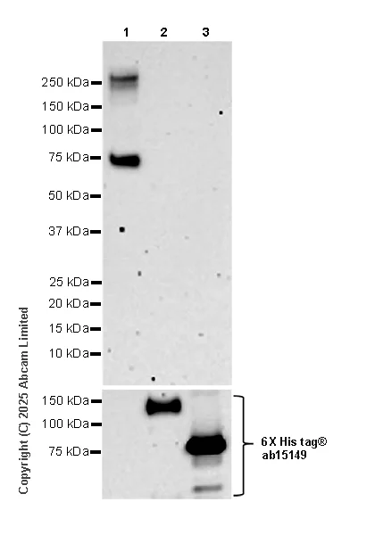 Western blot - Anti-6X His tag® antibody [AD1.1.10] (AB15149)