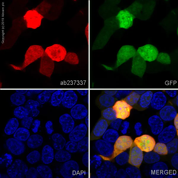 Immunocytochemistry/ Immunofluorescence - Anti-6X His tag® antibody [EPR20547] - BSA and Azide free (AB232492)