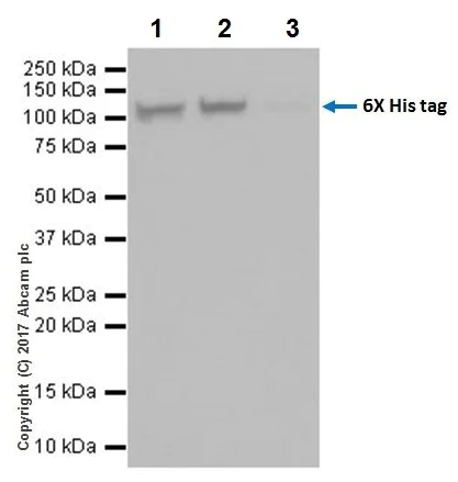 Immunoprecipitation - Anti-6X His tag® antibody [EPR20547] - BSA and Azide free (AB232492)