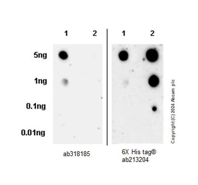 Dot Blot - Anti-6X His tag® antibody [EPR20547] - ChIP Grade (ab213204), expandable thumbnail