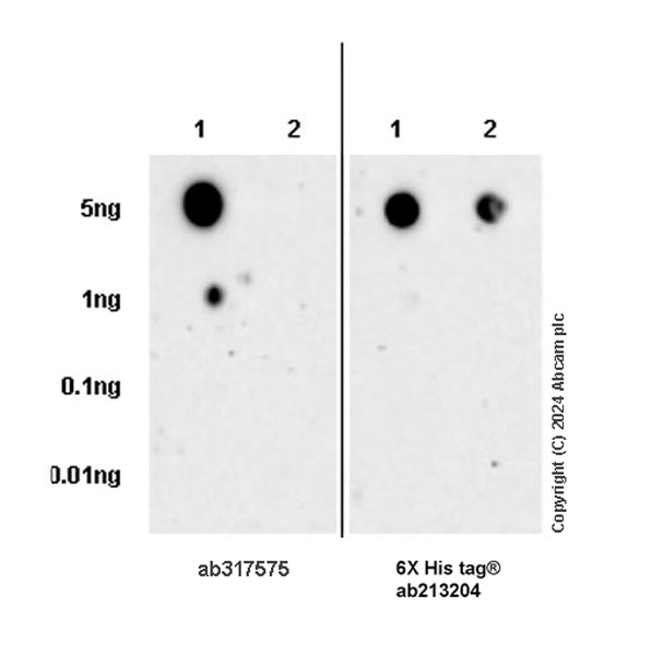 Dot Blot - Anti-6X His tag® antibody [EPR20547] - ChIP Grade (ab213204), expandable thumbnail