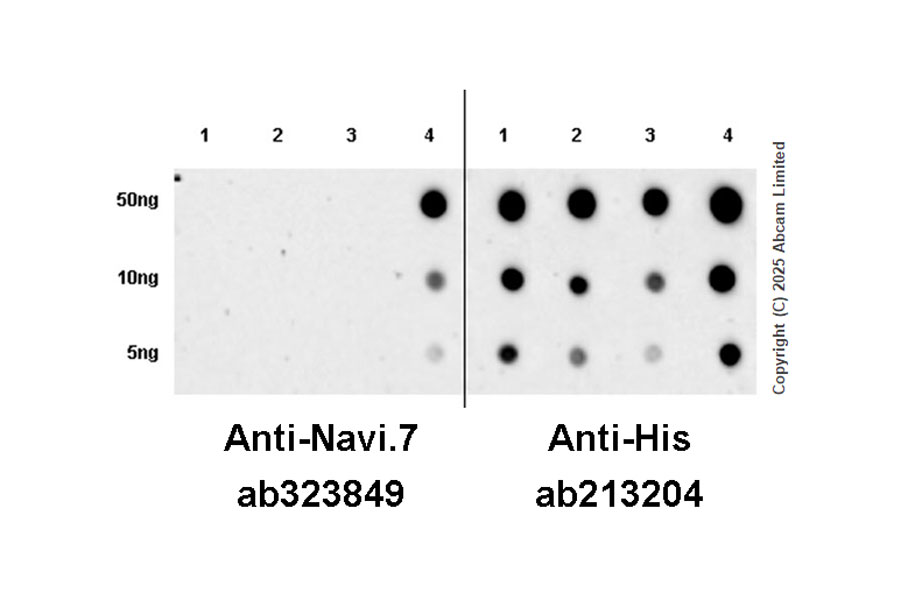 Dot Blot - Anti-6X His tag® antibody [EPR20547] - ChIP Grade (ab213204), expandable thumbnail