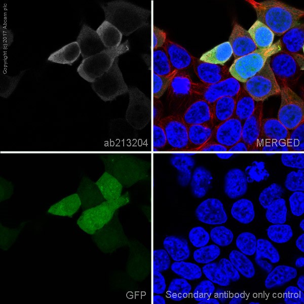 Immunocytochemistry/ Immunofluorescence - Anti-6X His tag® antibody [EPR20547] - ChIP Grade (AB213204), expandable thumbnail