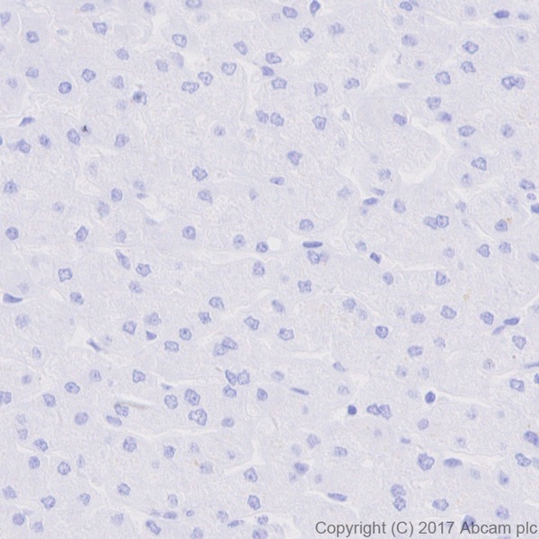 Immunohistochemistry (Formalin/PFA-fixed paraffin-embedded sections) - Anti-6X His tag® antibody [EPR20547] - ChIP Grade (ab213204), expandable thumbnail