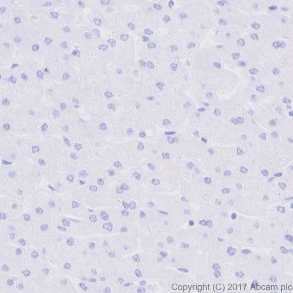 Immunohistochemistry (Formalin/PFA-fixed paraffin-embedded sections) - Anti-6X His tag® antibody [EPR20547] - ChIP Grade (AB213204)