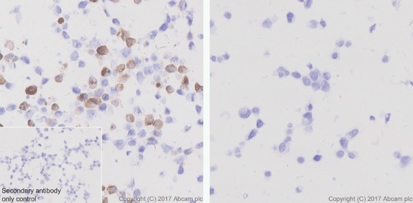 Immunohistochemistry (Formalin/PFA-fixed paraffin-embedded sections) - Anti-6X His tag® antibody [EPR20547] - ChIP Grade (AB213204), expandable thumbnail