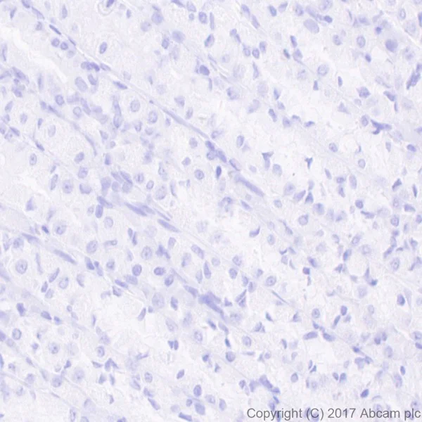 Immunohistochemistry (Formalin/PFA-fixed paraffin-embedded sections) - Anti-6X His tag® antibody [EPR20547] - ChIP Grade (AB213204)