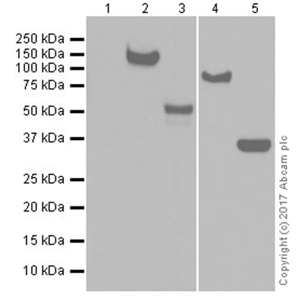 Western blot - Anti-6X His tag® antibody [EPR20547] - ChIP Grade (ab213204), expandable thumbnail
