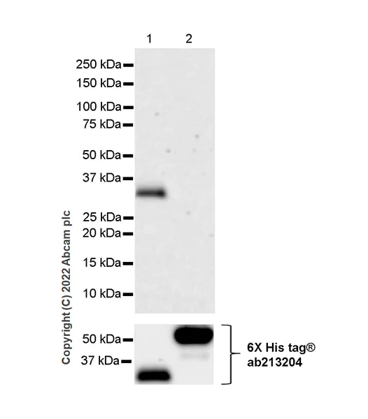 Western blot - Anti-6X His tag® antibody [EPR20547] - ChIP Grade (AB213204)