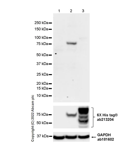 Western blot - Anti-6X His tag® antibody [EPR20547] - ChIP Grade (AB213204)