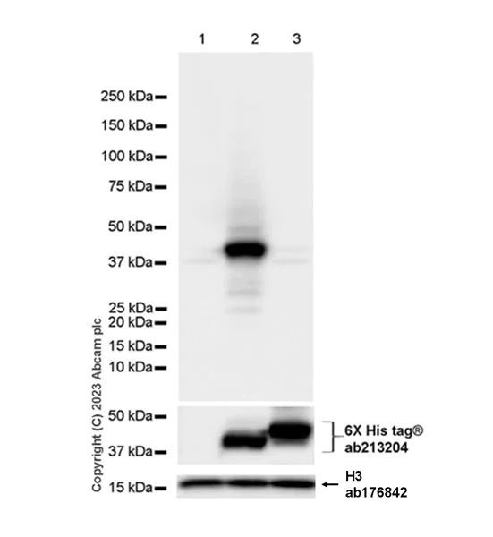 Western blot - Anti-6X His tag® antibody [EPR20547] - ChIP Grade (AB213204)