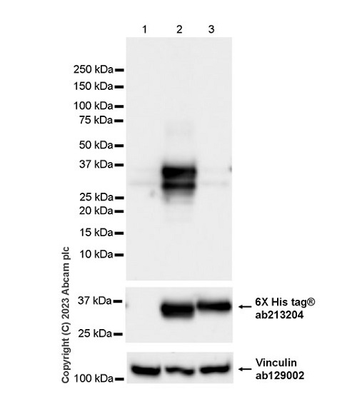 Western blot - Anti-6X His tag® antibody [EPR20547] - ChIP Grade (ab213204), expandable thumbnail