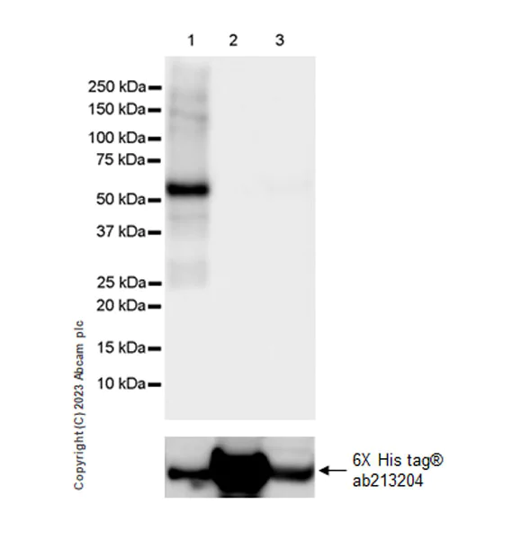 Western blot - Anti-6X His tag® antibody [EPR20547] - ChIP Grade (AB213204)
