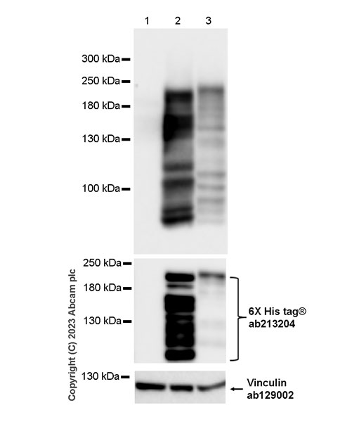 Western blot - Anti-6X His tag® antibody [EPR20547] - ChIP Grade (ab213204), expandable thumbnail