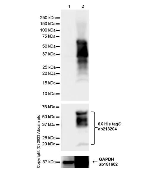 Western blot - Anti-6X His tag® antibody [EPR20547] - ChIP Grade (AB213204)