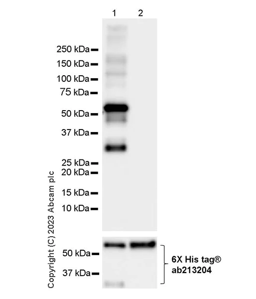 Western blot - Anti-6X His tag® antibody [EPR20547] - ChIP Grade (AB213204)