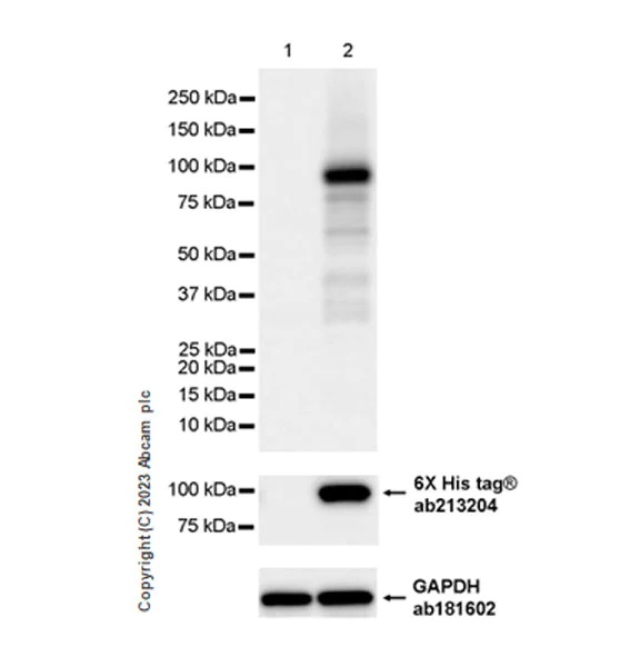 Western blot - Anti-6X His tag® antibody [EPR20547] - ChIP Grade (AB213204)