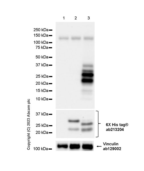 Western blot - Anti-6X His tag® antibody [EPR20547] - ChIP Grade (ab213204), expandable thumbnail