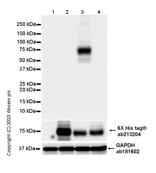 Western blot - Anti-6X His tag® antibody [EPR20547] - ChIP Grade (AB213204)