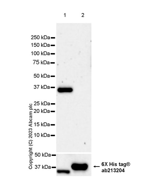 Western blot - Anti-6X His tag® antibody [EPR20547] - ChIP Grade (ab213204), expandable thumbnail
