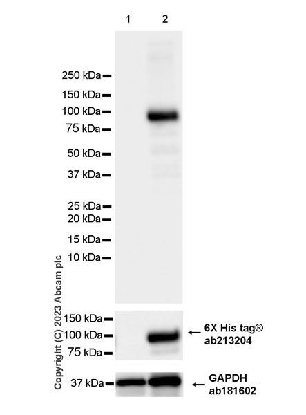 Western blot - Anti-6X His tag® antibody [EPR20547] - ChIP Grade (ab213204), expandable thumbnail